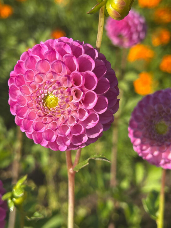 Dālija 'Zippidy Do Da'